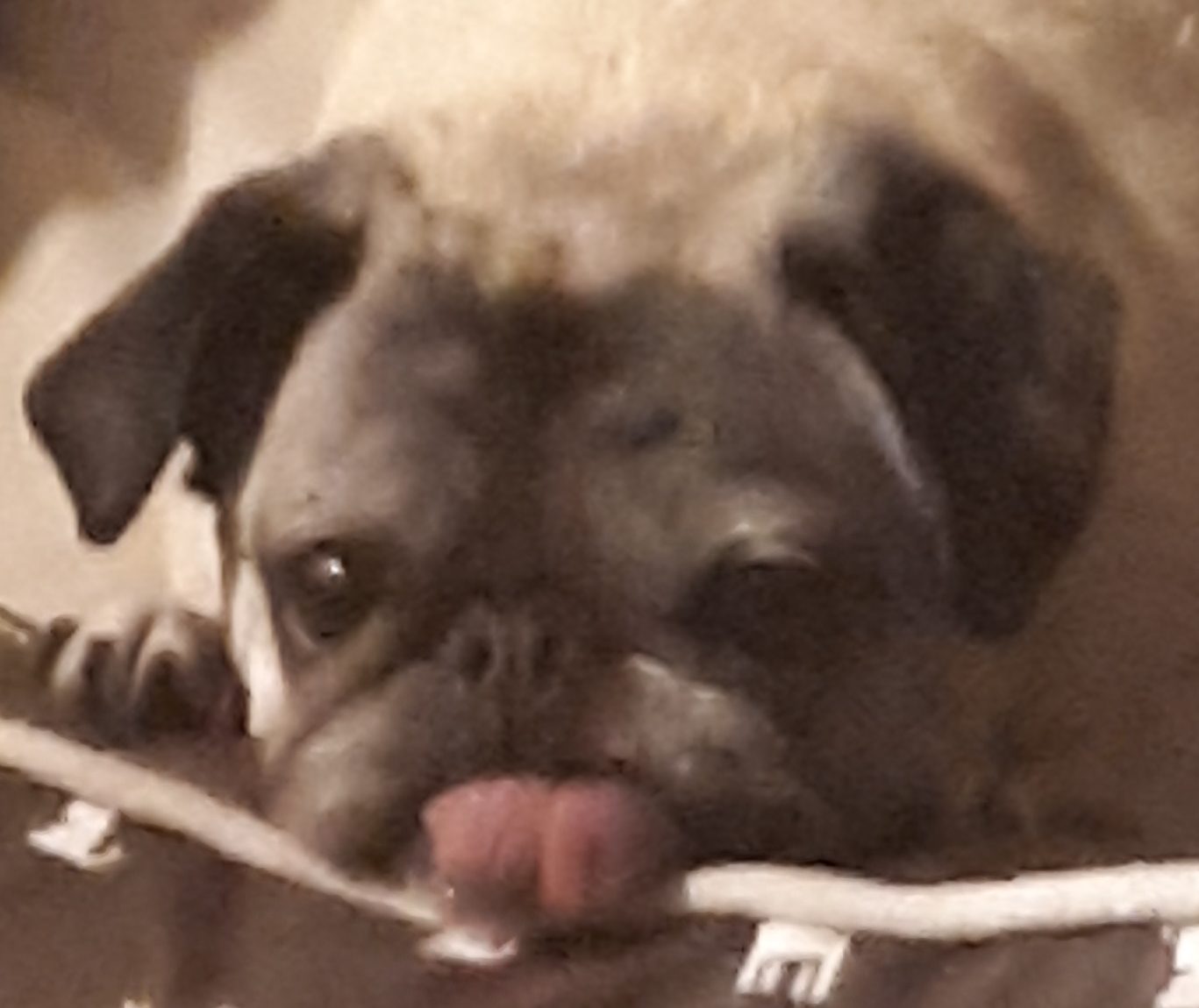 The Gluten Free Pug Lover